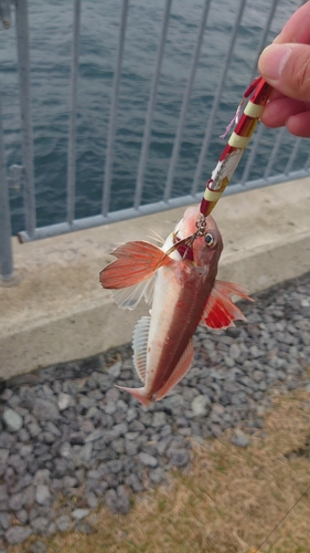 カナガシラの釣果