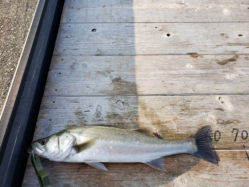 シーバスの釣果