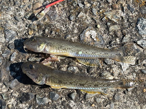 マハゼの釣果