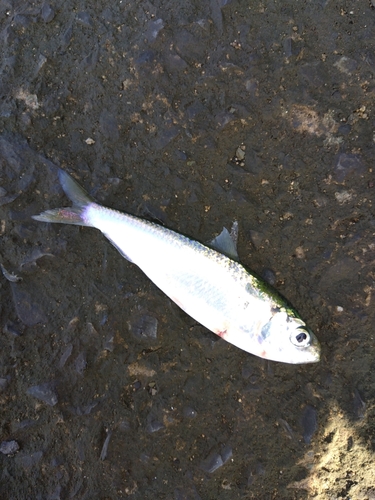 コノシロの釣果