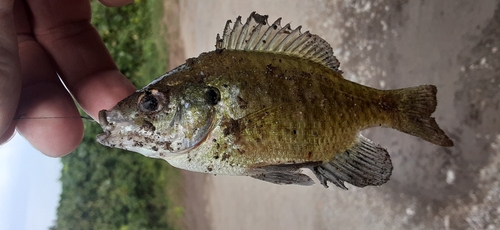 ブルーギルの釣果