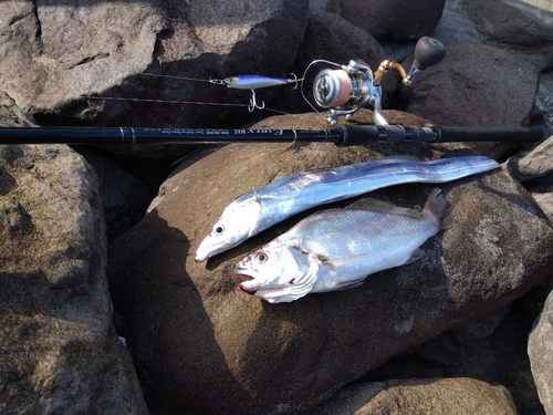 ニベの釣果