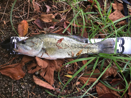 ラージマウスバスの釣果