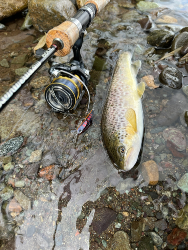 ブラウントラウトの釣果