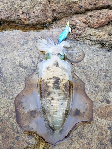 アオリイカの釣果