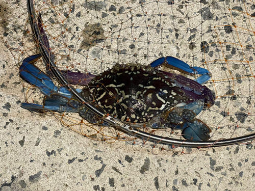 タイワンガザミの釣果