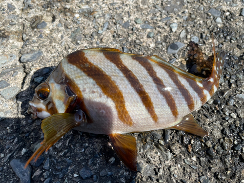 タカノハダイの釣果