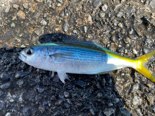 タカベの釣果