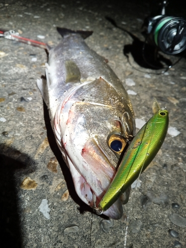 シーバスの釣果