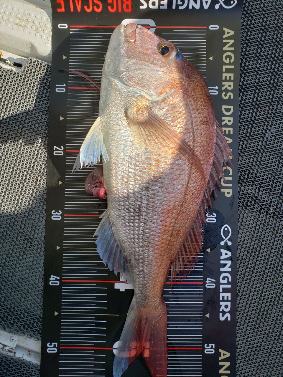 masa@釣日和TERUMASAさんの釣果 2枚目の画像