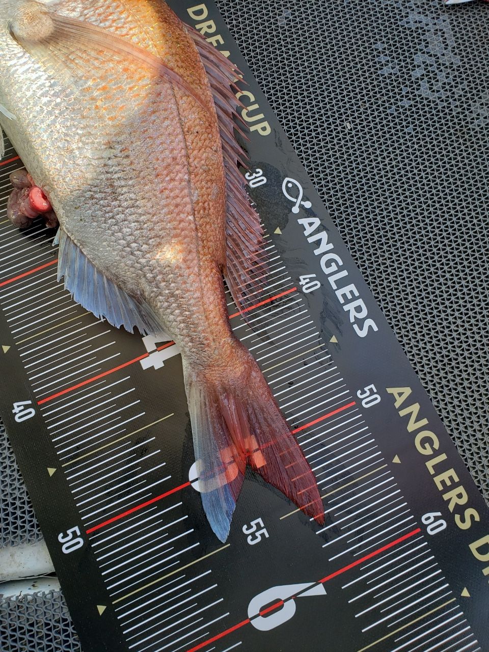 masa@釣日和TERUMASAさんの釣果 3枚目の画像