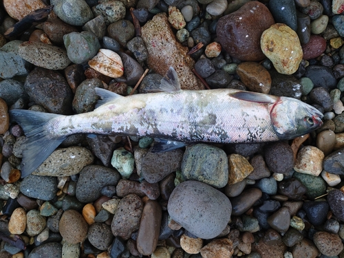 サケの釣果