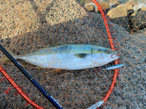 ヤズの釣果