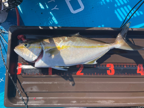 ショゴの釣果