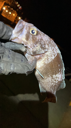 ソイの釣果