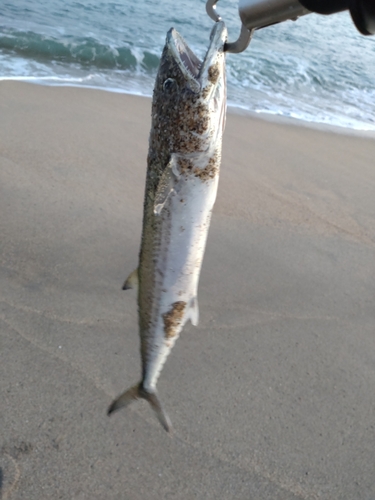 サゴシの釣果