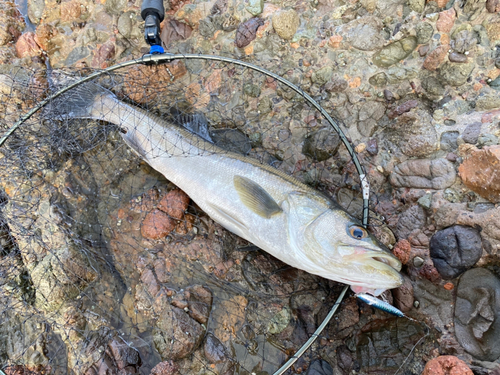 スズキの釣果