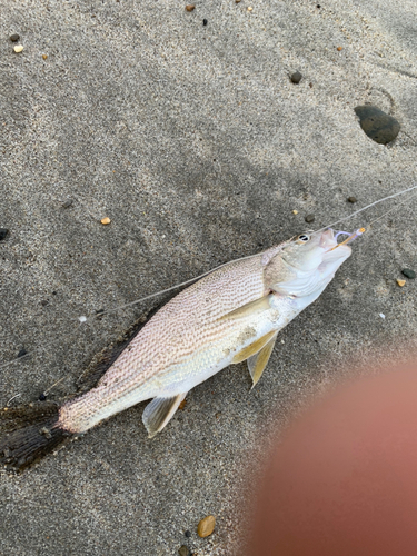 ニベの釣果