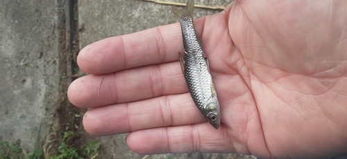 クチボソの釣果