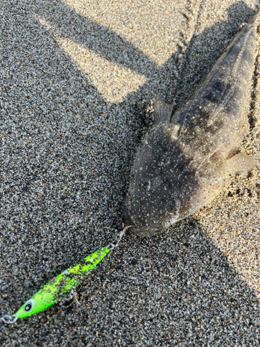 マゴチの釣果