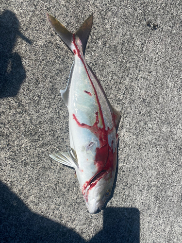 カンパチの釣果