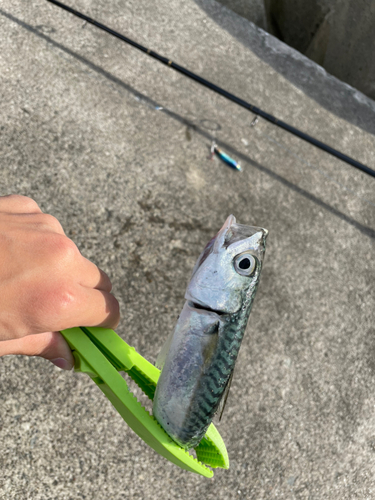 サバの釣果