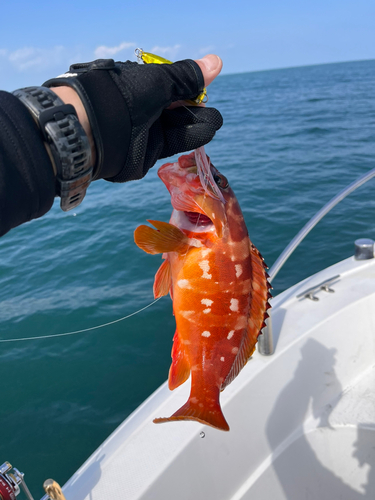 アカハタの釣果