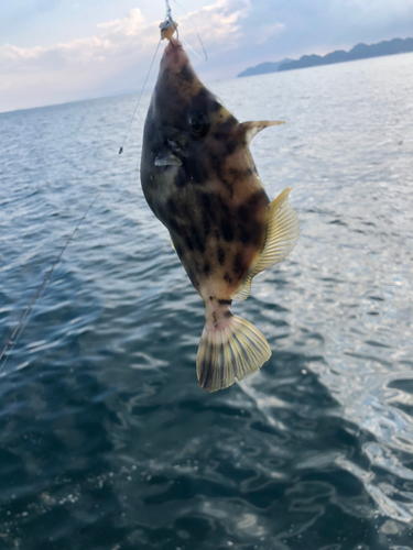 カワハギの釣果