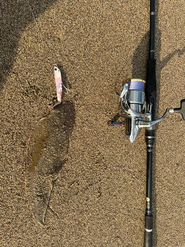 シタビラメの釣果