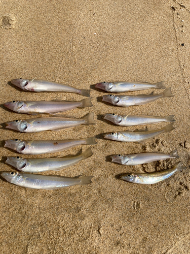 キスの釣果