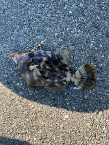 カワハギの釣果