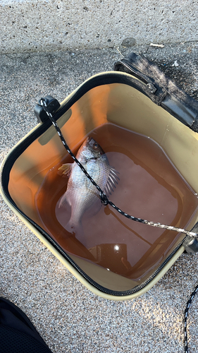 ハゼの釣果