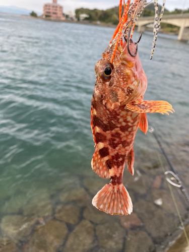 カサゴの釣果