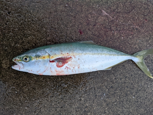 ワカシの釣果