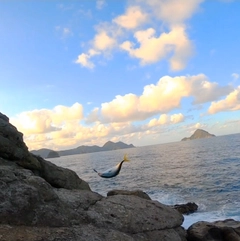 ハマチの釣果