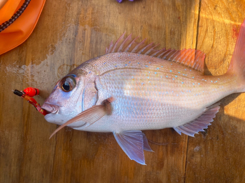 マダイの釣果