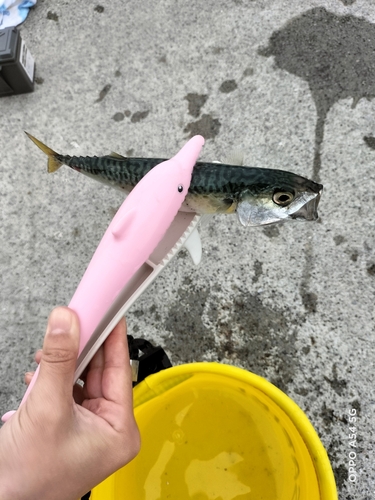 サバの釣果