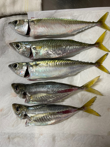 サバの釣果