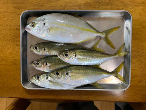 アジの釣果