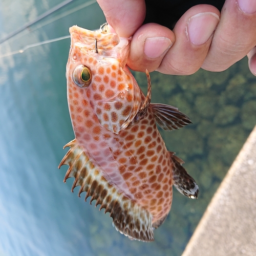 オオモンハタの釣果