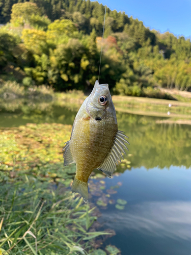 ブルーギルの釣果