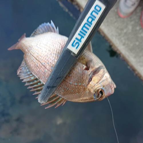 チダイの釣果