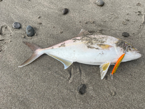 ショゴの釣果