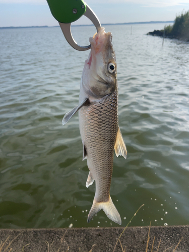 ニゴイの釣果