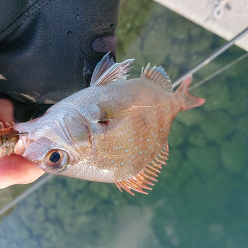 チダイの釣果