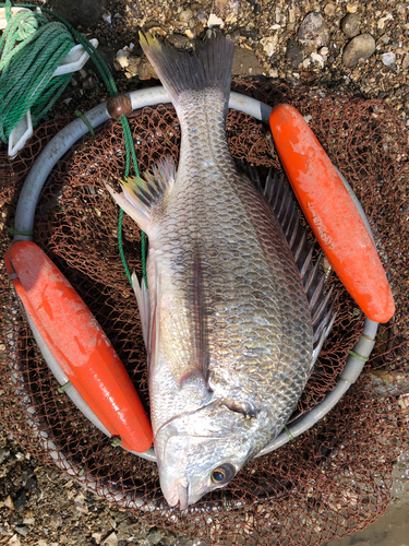 キビレの釣果