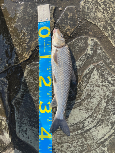 ニゴイの釣果