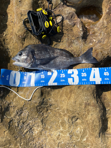 チヌの釣果