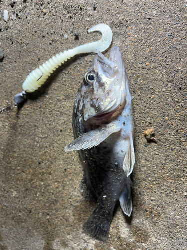 ソイの釣果