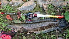 ライギョの釣果
